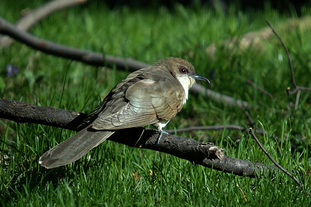 Cuckoo, Black-billed, 2011-05020782 Mount Auburn Cemetery, MA.JPG - Black-billed Cuckoo, Mount Auburn Cemetery, MA, 5-2-2011Mount Auburn Cemetery, MA, 5-2-2011